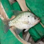 How to Find Crappie on a Fish Finder