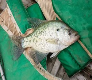 How to Find Crappie on a Fish Finder