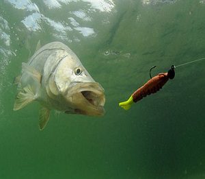 How Find Bait Fish on Fish Finder