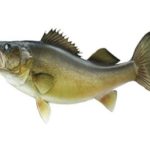 How Spot Walleye Fish On Fish Finder