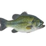 How Use Fish Finder To Locate Bass