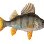 What Do Perch Look Like on a Fish Finder