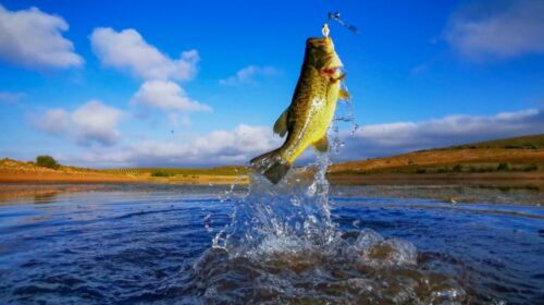 What to Use for Bass Fishing