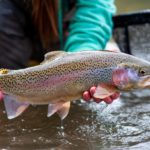 What to Use for Trout Fishing