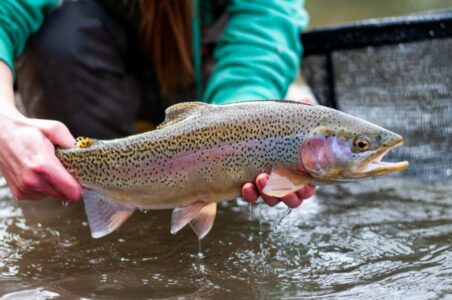 What to Use for Trout Fishing